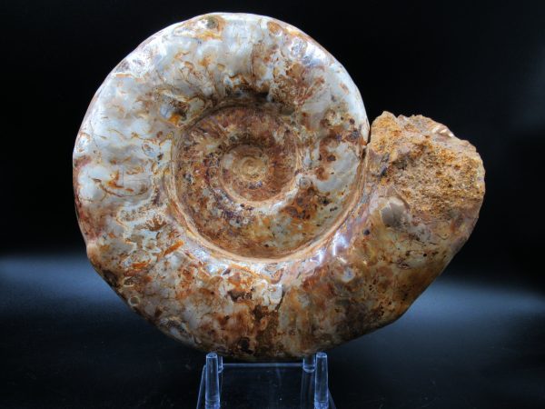 Perisphinctes Ammonite from Madagascar XL for Sale 32 - Image 8