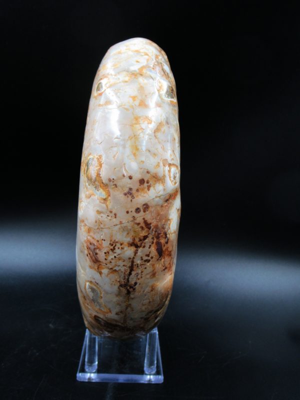 Perisphinctes Ammonite from Madagascar XL for Sale 32 - Image 7