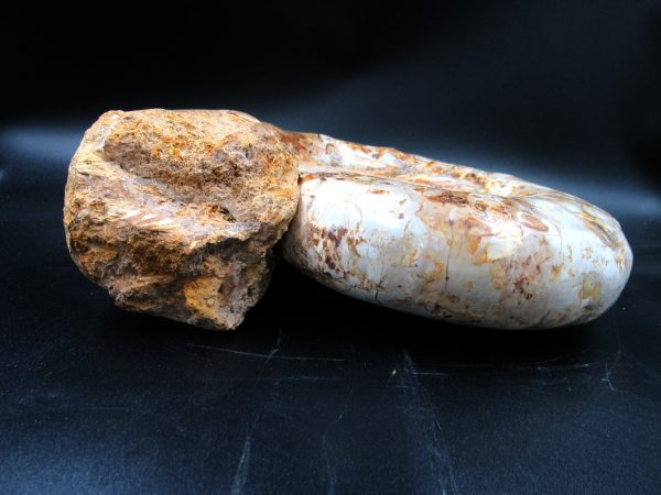 Perisphinctes Ammonite from Madagascar XL for Sale 32 - Image 6