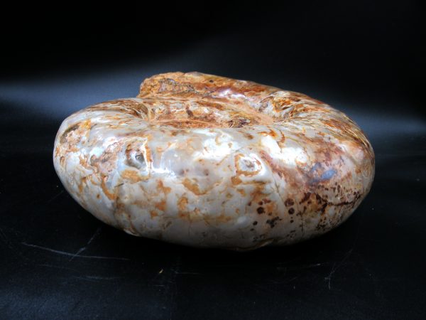 Perisphinctes Ammonite from Madagascar XL for Sale 32 - Image 5