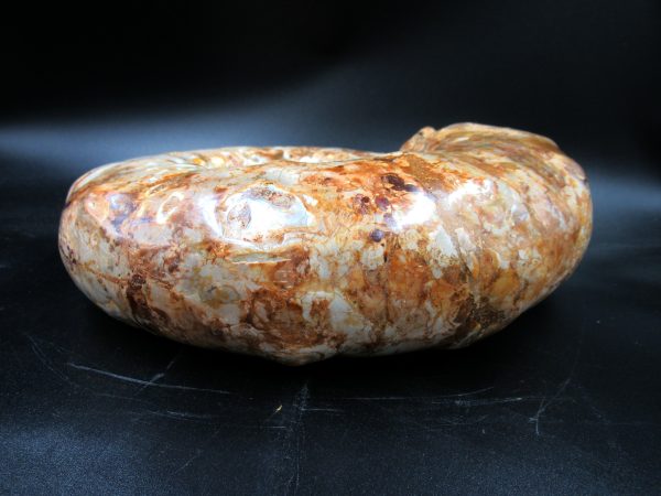 Perisphinctes Ammonite from Madagascar XL for Sale 32 - Image 4