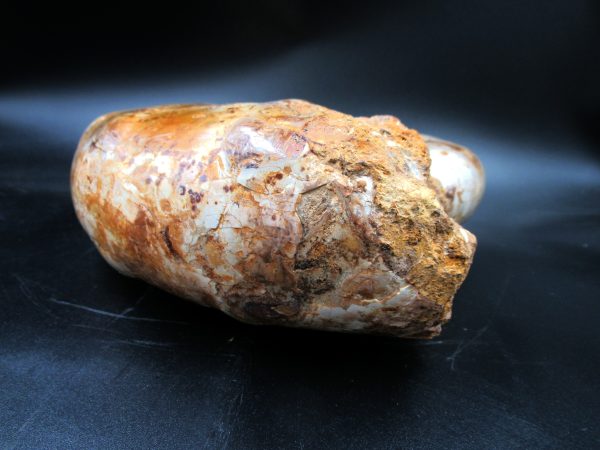Perisphinctes Ammonite from Madagascar XL for Sale 32 - Image 3