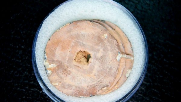 Ming Dynasty Chinese Shipwreck Coin Cluster 8 - Image 2
