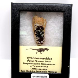 Tyrannosauroid Cretaceous Partial Dinosaur Tooth #1