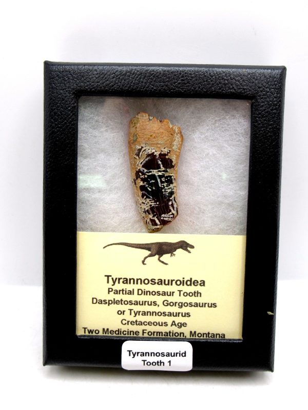 Tyrannosauroid Cretaceous Partial Dinosaur Tooth #1