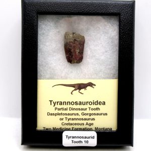 Tyrannosauroid Cretaceous Partial Dinosaur Tooth #10