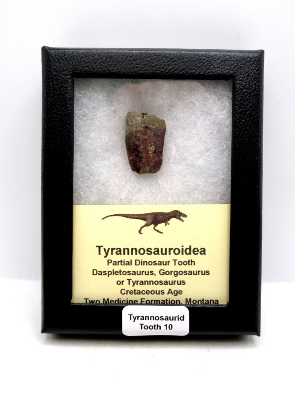 Tyrannosauroid Cretaceous Partial Dinosaur Tooth #10