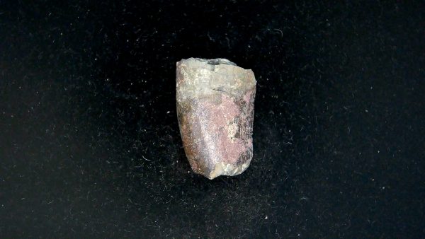 Tyrannosauroid Cretaceous Partial Dinosaur Tooth #10 - Image 2