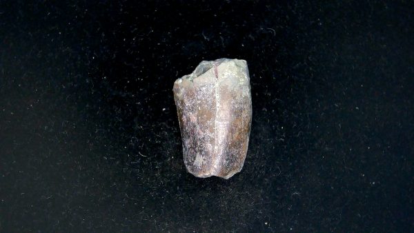 Tyrannosauroid Cretaceous Partial Dinosaur Tooth #10 - Image 5