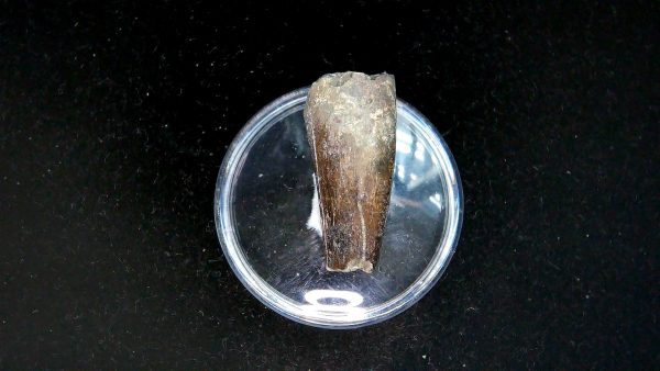 Tyrannosauroid Cretaceous Partial Dinosaur Tooth #10 - Image 4