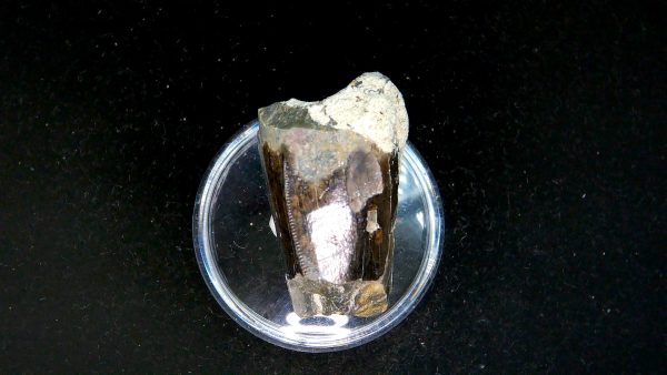 Tyrannosauroid Cretaceous Partial Dinosaur Tooth #10 - Image 3