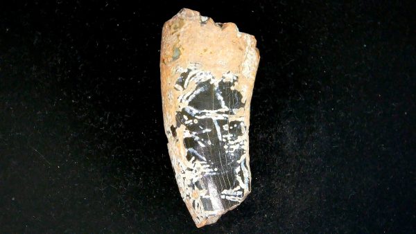 Tyrannosauroid Cretaceous Partial Dinosaur Tooth #1 - Image 2
