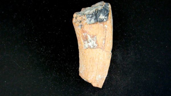 Tyrannosauroid Cretaceous Partial Dinosaur Tooth #1 - Image 5