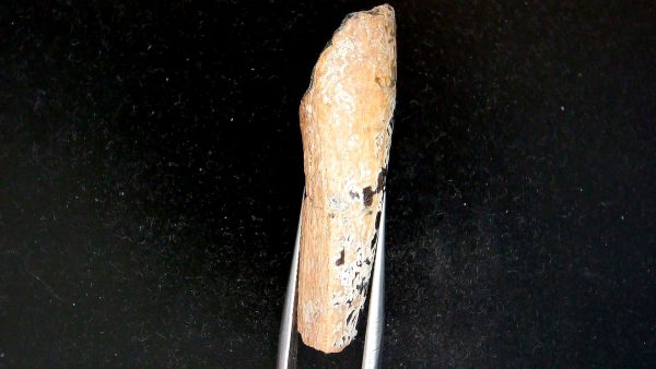 Tyrannosauroid Cretaceous Partial Dinosaur Tooth #1 - Image 4