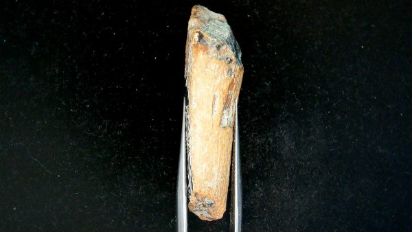 Tyrannosauroid Cretaceous Partial Dinosaur Tooth #1 - Image 3