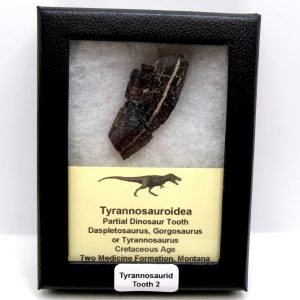 Tyrannosauroid Cretaceous Partial Dinosaur Tooth #2