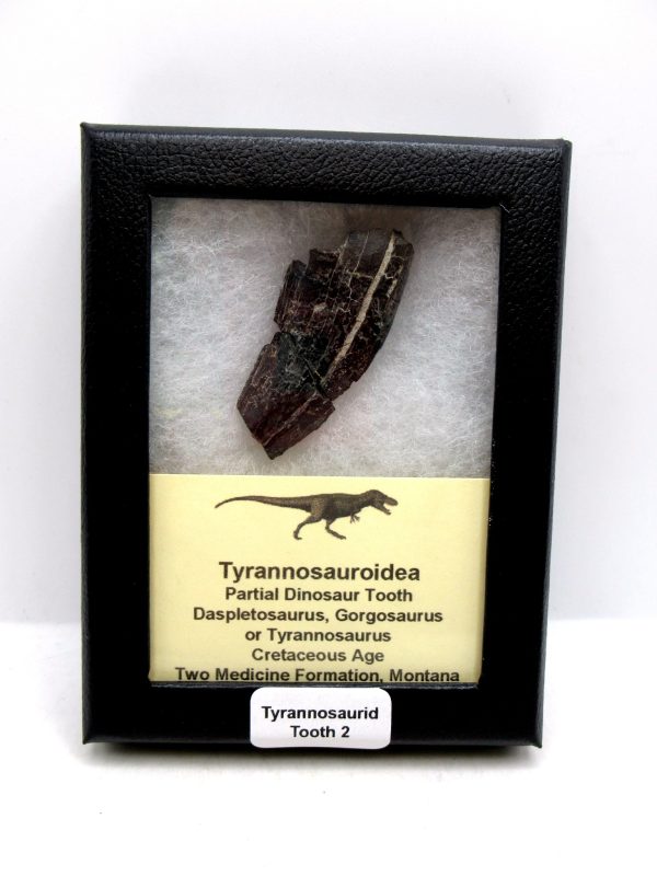 Tyrannosauroid Cretaceous Partial Dinosaur Tooth #2
