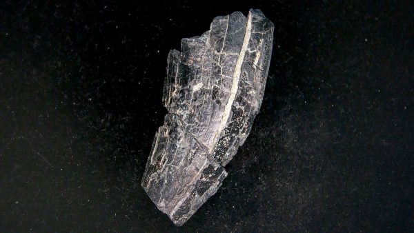 Tyrannosauroid Cretaceous Partial Dinosaur Tooth #2 - Image 2