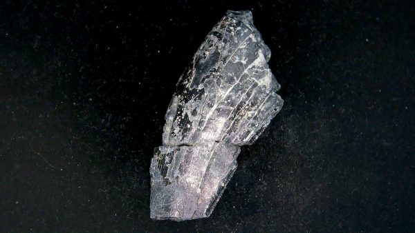 Tyrannosauroid Cretaceous Partial Dinosaur Tooth #2 - Image 4