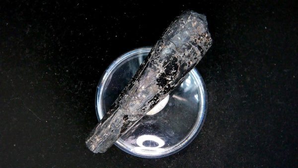 Tyrannosauroid Cretaceous Partial Dinosaur Tooth #2 - Image 3