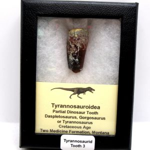 Tyrannosauroid Cretaceous Partial Dinosaur Tooth #3