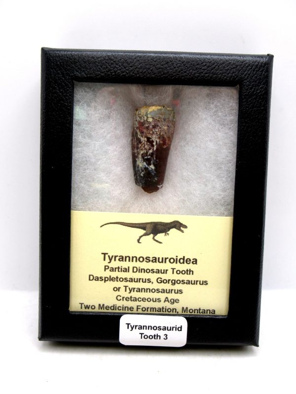 Tyrannosauroid Cretaceous Partial Dinosaur Tooth #3