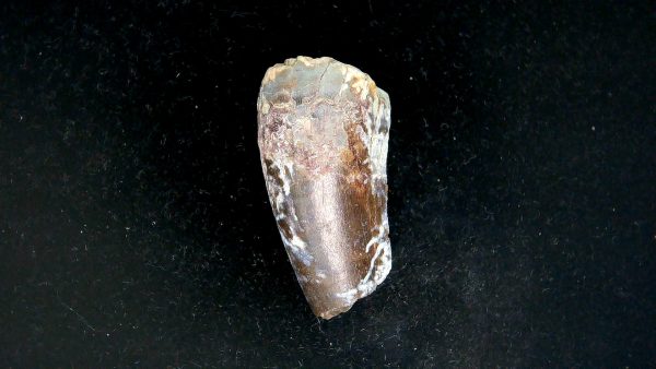 Tyrannosauroid Cretaceous Partial Dinosaur Tooth #3 - Image 2
