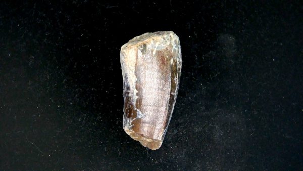 Tyrannosauroid Cretaceous Partial Dinosaur Tooth #3 - Image 5