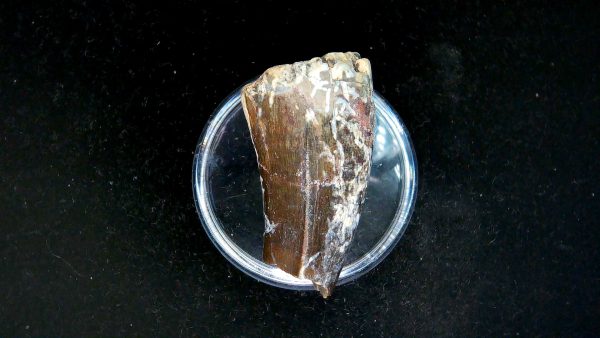 Tyrannosauroid Cretaceous Partial Dinosaur Tooth #3 - Image 4
