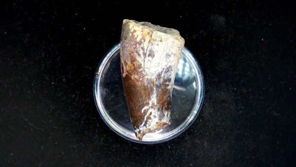 Tyrannosauroid Cretaceous Partial Dinosaur Tooth #3 - Image 3