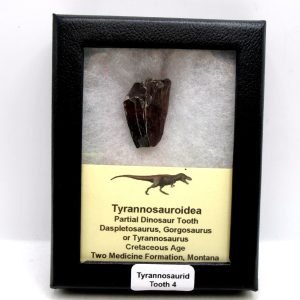 Tyrannosauroid Cretaceous Partial Dinosaur Tooth #4