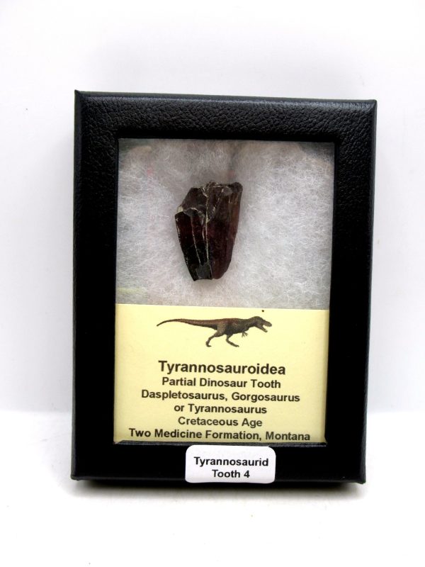 Tyrannosauroid Cretaceous Partial Dinosaur Tooth #4