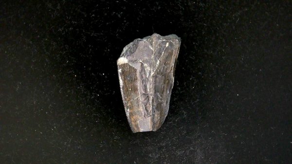 Tyrannosauroid Cretaceous Partial Dinosaur Tooth #4 - Image 2