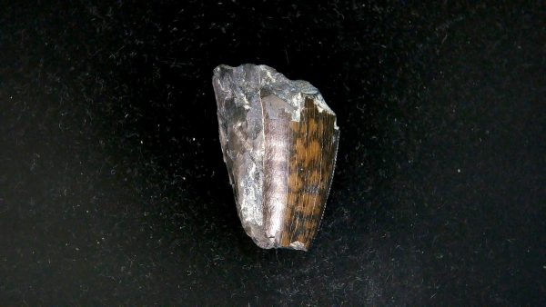 Tyrannosauroid Cretaceous Partial Dinosaur Tooth #4 - Image 5