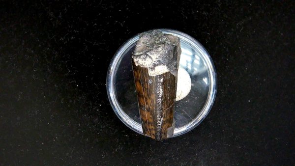 Tyrannosauroid Cretaceous Partial Dinosaur Tooth #4 - Image 4