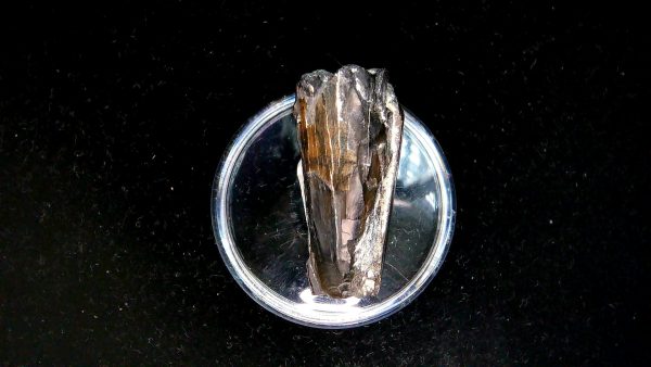 Tyrannosauroid Cretaceous Partial Dinosaur Tooth #4 - Image 3