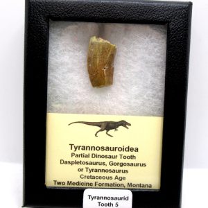 Tyrannosauroid Cretaceous Partial Dinosaur Tooth #5