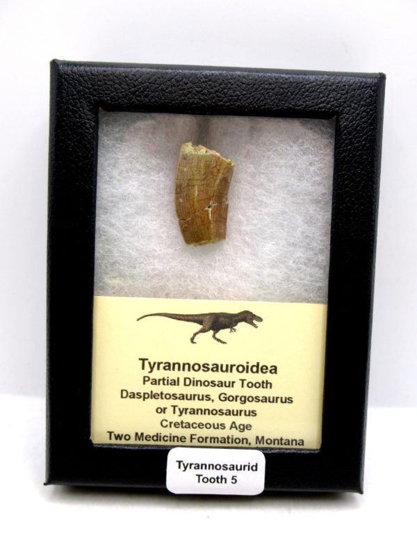 Tyrannosauroid Cretaceous Partial Dinosaur Tooth #5