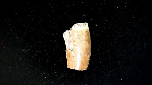 Tyrannosauroid Cretaceous Partial Dinosaur Tooth #5 - Image 2