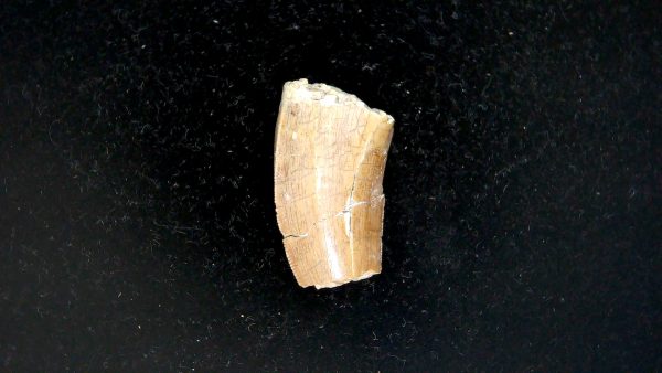 Tyrannosauroid Cretaceous Partial Dinosaur Tooth #5 - Image 5