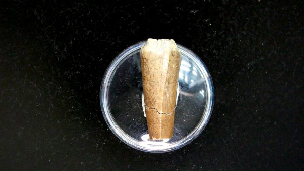 Tyrannosauroid Cretaceous Partial Dinosaur Tooth #5 - Image 4
