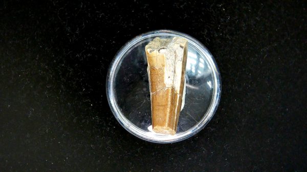 Tyrannosauroid Cretaceous Partial Dinosaur Tooth #5 - Image 3