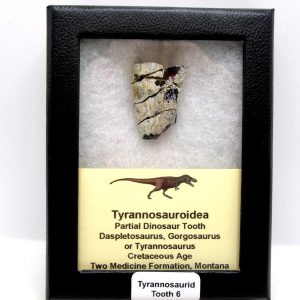 Tyrannosauroid Cretaceous Partial Dinosaur Tooth #6