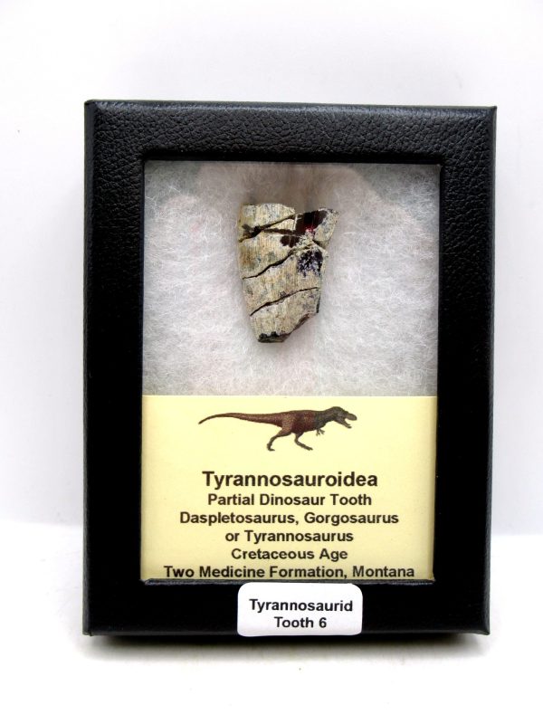 Tyrannosauroid Cretaceous Partial Dinosaur Tooth #6