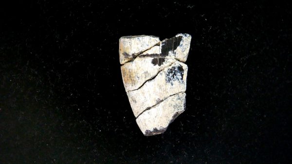 Tyrannosauroid Cretaceous Partial Dinosaur Tooth #6 - Image 2