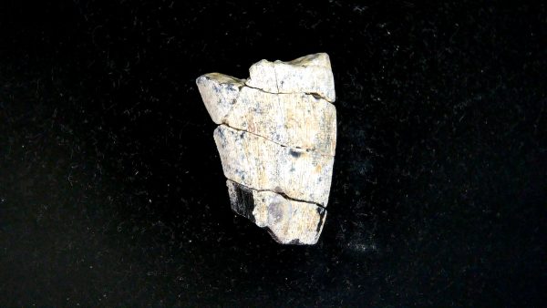 Tyrannosauroid Cretaceous Partial Dinosaur Tooth #6 - Image 4