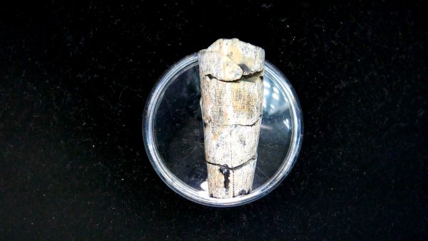 Tyrannosauroid Cretaceous Partial Dinosaur Tooth #6 - Image 3