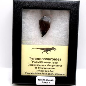 Tyrannosauroid Cretaceous Partial Dinosaur Tooth #7