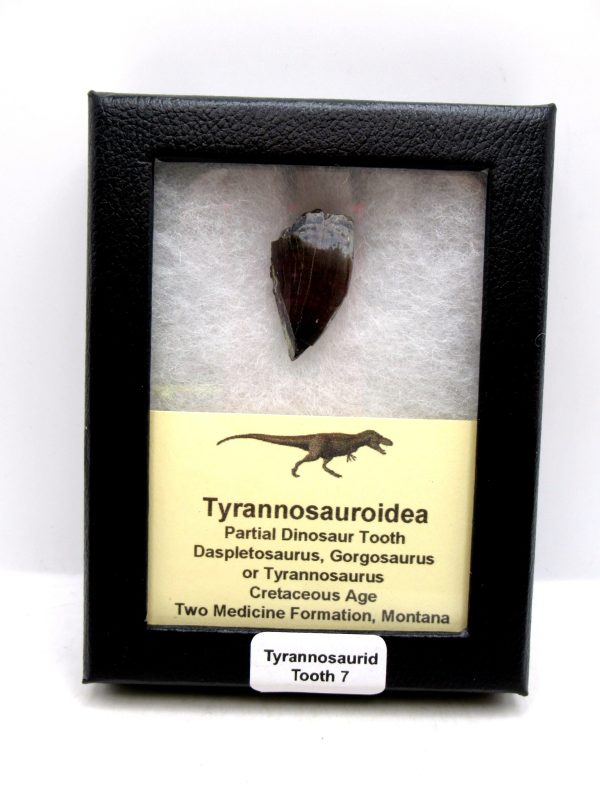 Tyrannosauroid Cretaceous Partial Dinosaur Tooth #7