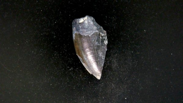 Tyrannosauroid Cretaceous Partial Dinosaur Tooth #7 - Image 2